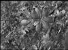 Stipes Woods : Mandrake leaf (pair) seen from above
