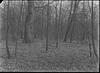 Stipes Woods : Avenue of Spring Beauties (2)