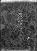 Gentiana quinque - folia II
