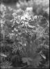Tephisosia Virginia : On sandy knoll in open ; Shaded with hat