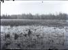 Black bird marsh