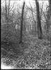 Stipes Woods : The Wood path
