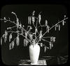 Botanical : Birch Catkins/ published by the Chicago Transparency Co.