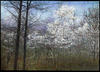 Botanical : Juneberry