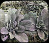 Botanical : Mullein