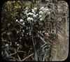 Botanical : Button Snakeroot