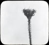 Botanical