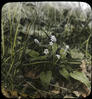 Botanical