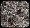 Botanical : Skunk cabbage