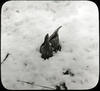 Botanical : Skunk cabbage