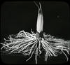 Botanical