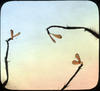 Botanical : Maple seed (?)