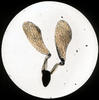 Botanical : Maple seed (?)