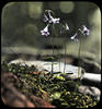 Botanical : Twinflower