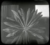 Botanical