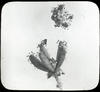 Botanical