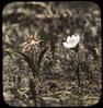 Botanical : Lily and bog star