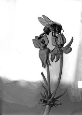 Two Milkweed Blossoms With a Fly Entangled