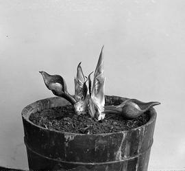 Skunk Cabbage Series 6