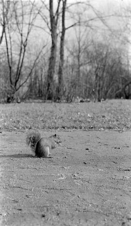 Squirrel picture from 2nd floor window at 730 N St. Johns Ave.