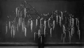 Birch blossoms (staminate)