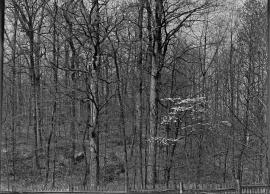 Dogwood tree by the road and across from Behren's Farm