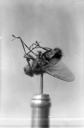 Fly With Pollen on Legs X5
