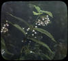 Botanical : Milkweed/ published by  Nichols Slides