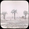 Landscape : Elm in winter