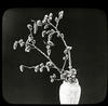 Botanical : Aspen Catkins