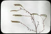 Botanical : Hazelnut Catkins