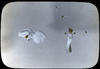 Botanical/ published by  Art and Travel Co.