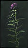 Lesser purple fringed orchid