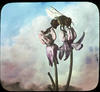 Flower and bee