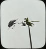 Fly and flower