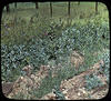 Botanical/ published by the Chicago Transparency Company