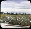 Landscape/ published by the Chicago Transparency Company