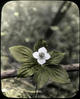 Botanical : Bunch berry