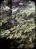 Botanical : White Bane berry