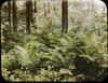 Botanical : Interrupted Fern ; Osmunda Claytoniana/ photographed by E.E. Parratt and colored By: ...