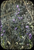 Botanical : Bottle Gentian