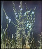 Botanical : Chicory