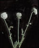 Botanical : Queen Ann's Lace