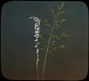Botanical : Spiked Lobelia