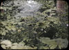 Botanical : May Apple, Podophyllum Peltatum Mandrake/ photographed by E.E. Parratt ; colored by C...