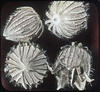 Botanical : Bladder Campion