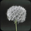 Botanical : Salsify