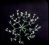 Botanical : Flowering Spurge