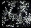 Botanical : Flowering Spurge