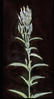 Botanical : Blue Vervain